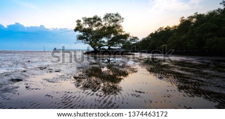 Nature landscape view of Lamphu tree on the beach in the mangrove forest on side the shore with silhouette sunset background landscape scene. Seascape of Bangpu in twilight time, Samutprakan, Thailand