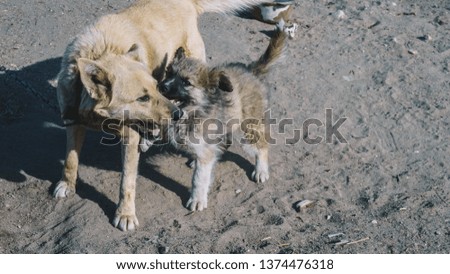 Portrait of cute brown and red dogs chained and playing with each other on old rustic courtyard. Happy playful dogs playing laying on its back. Dog on a chain. The dog protects the house. Cute Puppy.
