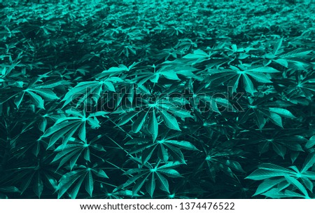 Dark green leaves for a beautiful background