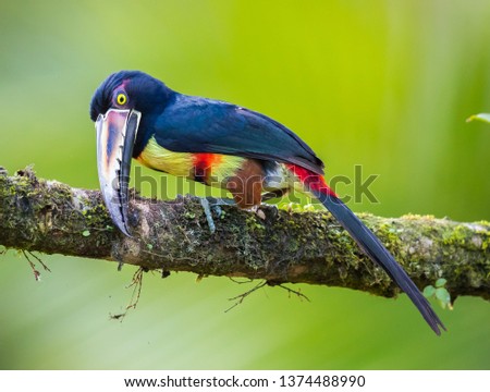 collared  aracari cleans his bill on mossy branch.