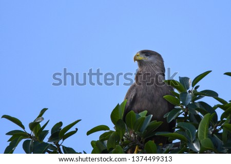 Wahlberg's Eagle in a tree
