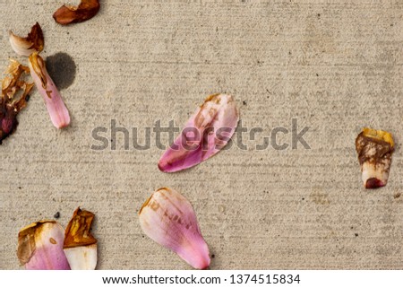 Pink flower petals fallen on pavement closeup abstract texture background.