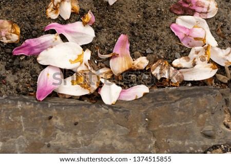 Pink flower petals fallen on pavement closeup abstract texture background.
