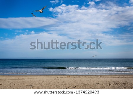 gulls flying over the beach in Santa Barbara