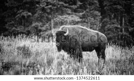 Black and white picture of big bison with smoke over his neck standing in high, dry grass with trees in background at Yellowstone National Park.