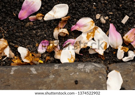 Pink flower petals fallen on pavement with crumbling asphalt closeup abstract texture background.