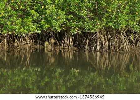 Mangrove roots exposed by low tide in Puerto Pizarro in Tumbes-PERU