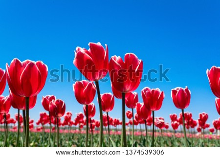 Tulip field in spring