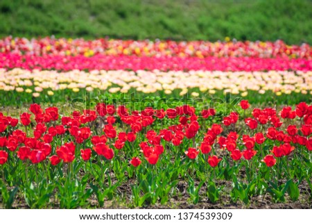 Tulip field in spring