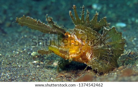 Underwater world - Ambon scorpionfish - Pteroidichthys amboinensis. Lembeh strait, Indonesia.                               