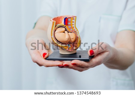 Female gynecologist hands holding anatomical model of study model of baby in womb . Concept photo of motherhood, artificial insemination, surrogacy, woman health concept. Close up