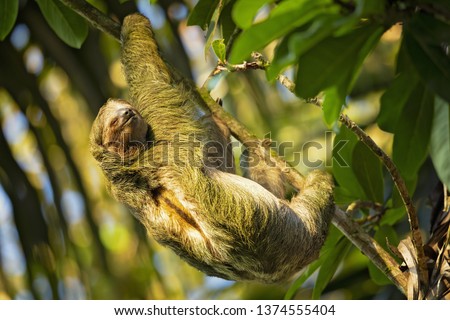 Pale-throated sloth (Bradypus tridactylus) is a species of three-toed sloth that inhabits tropical rainforests in northern South America. 