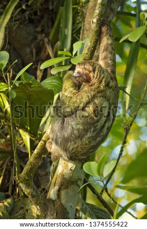 Pale-throated sloth (Bradypus tridactylus) is a species of three-toed sloth that inhabits tropical rainforests in northern South America. 