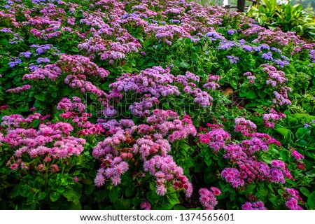 Plenty of pink and purple hydrangea flowers in the garden.The one of scenery view that can found in a tropical area.This picture show the beautiful of nature and beautiful of tropical plant.