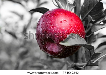 Red apple black and white back ground