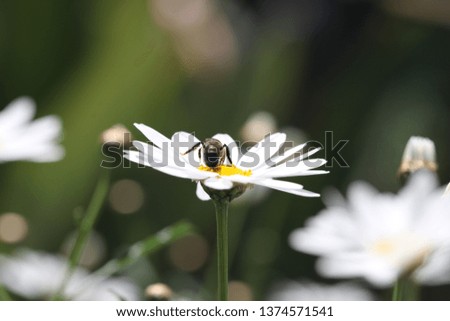 bellis perennis in the insects