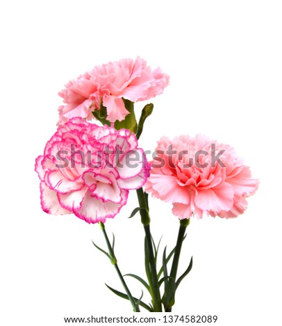 pink carnations flowers on white background