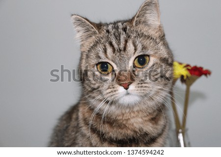 tabby cat picture