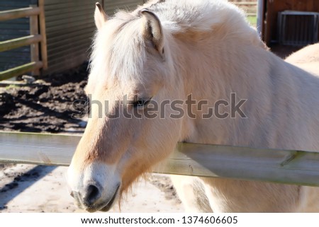 Portrait of horse standing in the farm.Head of horse.
