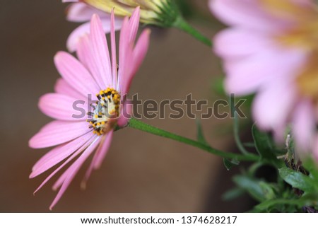 osteospermum pink flower
