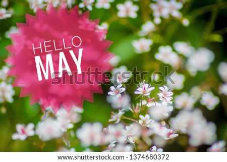 Banner Hello May. Greeting the new month. Picture with flowers. Text on a background of flowers. Hi spring.