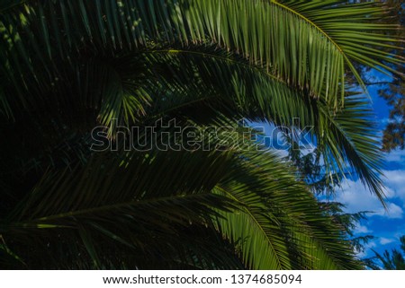 Texture background for design, trees and palm trees on the street against the blue sky