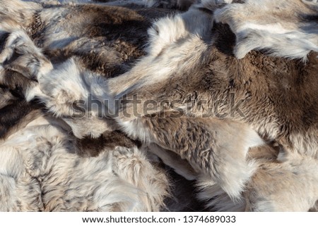 Fur of reindeer  prepared for a sale
