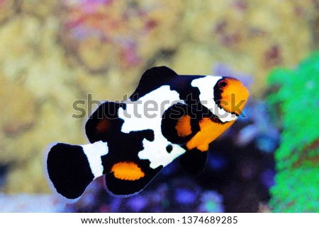 Black Ice Snowflake Ocellaris Clownfish - Amphiprion ocellaris