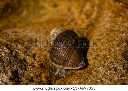 Rapana venosa, common name the veined rapa whelk, a marine gastropod mollusc or whelk, in the family Muricidae, the rock shells. Royalty-Free Stock Photo #1374699053