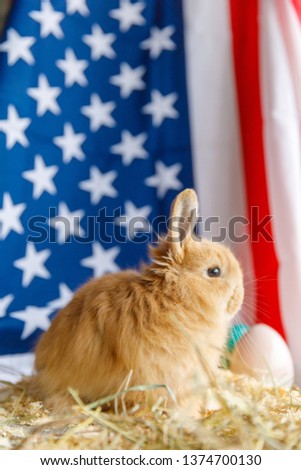 Close up of an Easter bunny, against the backdrop of the American flag.