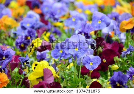 Multicolor pansy flowers or pansies close up as background or card