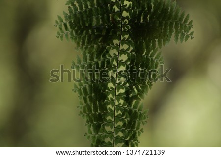 Perfect nature pattern fern, an inspiriting background to use in any  screen.