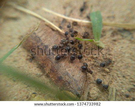 Sensitive focus of black ants. Macro pictures of black ants walking on the ground.