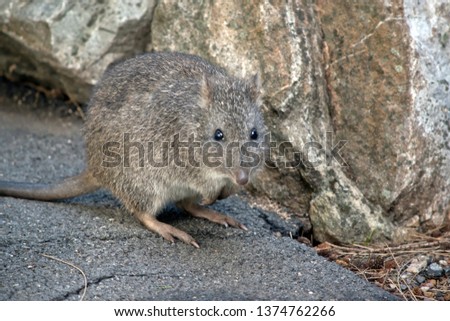 the long nosed potoroo is next to a rock