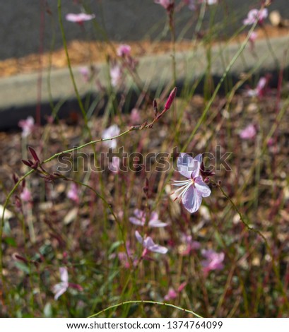 Dainty elegant gaura species of Australian Butterfly Bush  with pink and white  flowers  in bloom in summer adds charm to the cottage garden land scape attracting butterflies and bees.