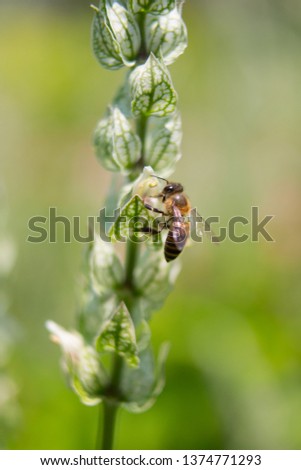 Bee Collecting Syrup from Justicia betonica (White Shrim Plant, Squirrel’ Tails) ; A unique plants that the heart-shaped leaves, white and green pattern, combined into long bouquet at tip. 