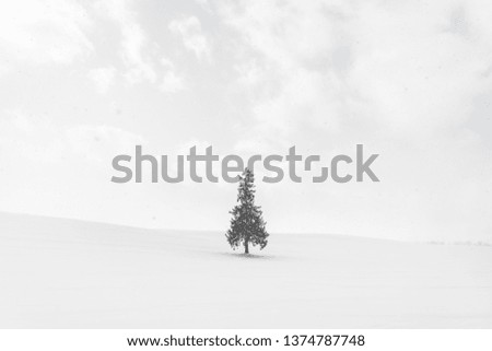 Beautiful outdoor nature landscape with alone christmass tree in snow winter weather season with sky and cloud