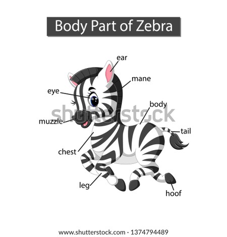 Diagram showing body part of zebra