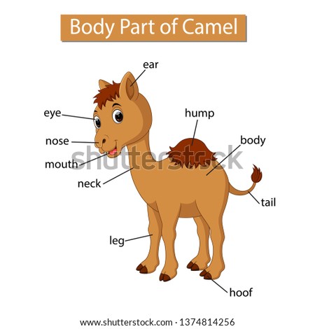 Diagram showing body part of camel