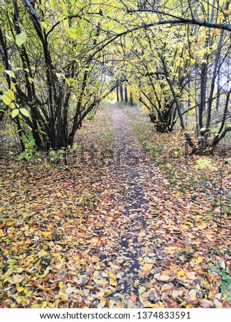 The Path covered with autumn foliage