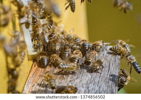 Bees landing at the beehive with pollen