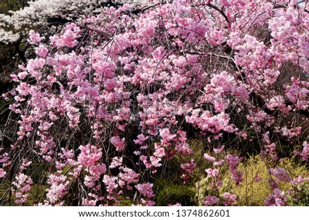 Sakura tree branches with pink beautiful flowers in Tokyo Japan Park