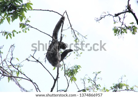 A sloth at Cahuita National Park, Costa Rica