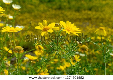Spring colorful floral background, meadow with blossoming yellow daisy flowers
