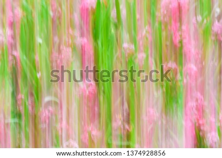 Pink tulips in full bloom used as subjects to create lines of vertical color in an impressionist, abstract photographic  style.