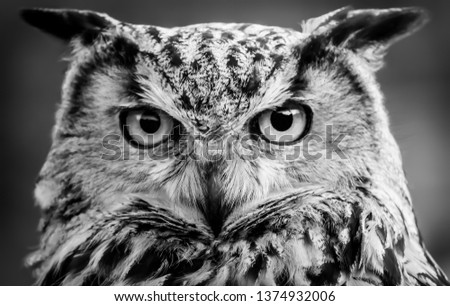 Image shows a close up picture of an owl starting intensely at the viewer. Black and white photo with a blurred background.