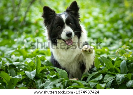 Beautiful border collie dog giving his paw in the forest outdoor.