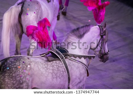 White and black horses on white arena background in a circus