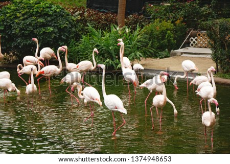 Flamingos in Kowloon Park, Hong Kong
