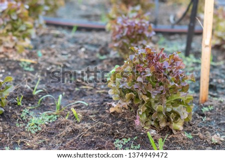 red Oak Lettuce salad on the ground